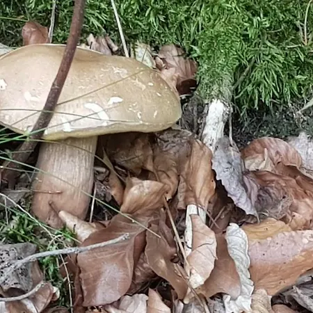 Holiday home Konrad - Balia Ogrodowa Dodatkowo Platna *