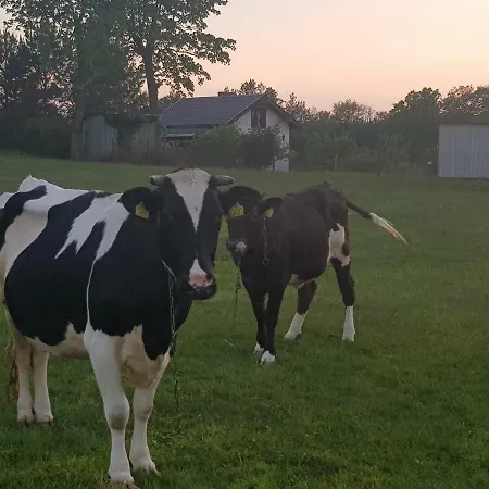 Konrad - Balia Ogrodowa Dodatkowo Platna * Koscierzyna