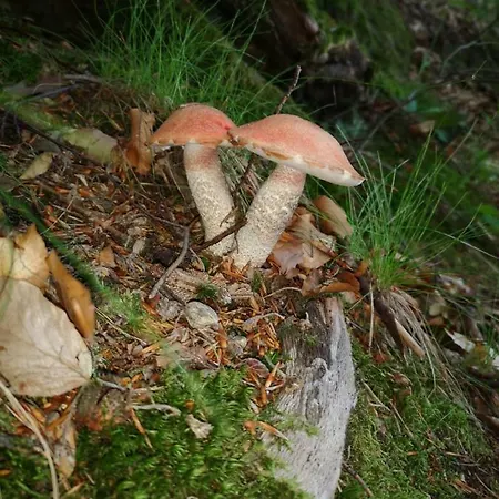 Konrad - Balia Ogrodowa Dodatkowo Platna * Koscierzyna