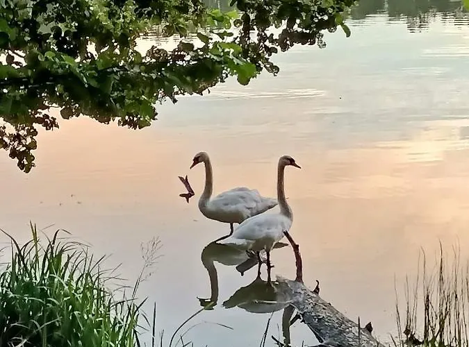 Konrad - Balia Ogrodowa Dodatkowo Platna