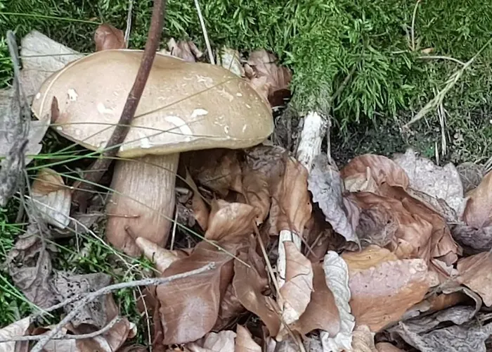 Nyaraló Konrad - Balia Ogrodowa Dodatkowo Platna *
