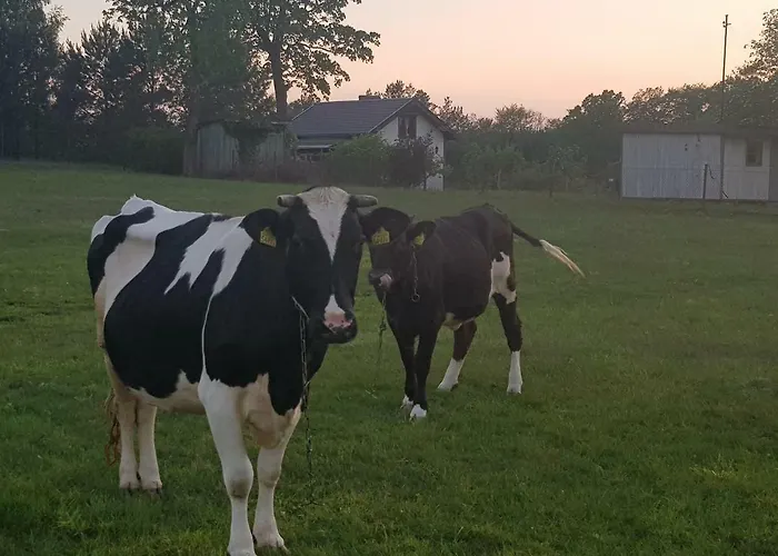 Konrad - Balia Ogrodowa Dodatkowo Platna * Kościerzyna