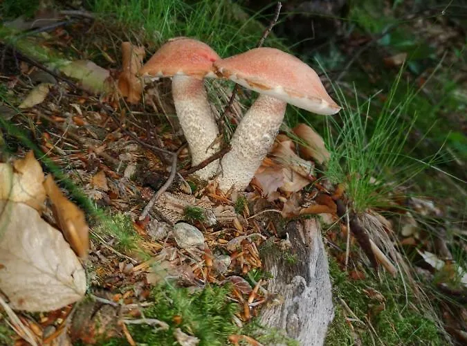 Konrad - Balia Ogrodowa Dodatkowo Platna * Kościerzyna